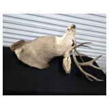 8 Point White Tail Buck Shoulder Mount