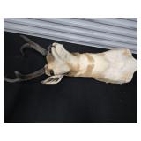 Pronghorn Antelope Shoulder Mount