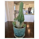 Echinopsis Cactus in a Decorative Blue Ceramic