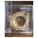 Natural Bird Nest w/ Display Case