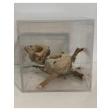 Natural Nest w/ Display Case