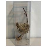 Small Natural Nest w/ Display Case