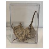 Natural Nest w/ Display Case