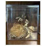 Natural Bird Nest w/ Display Case