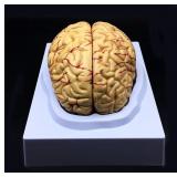 Human Brain Anatomy Model
