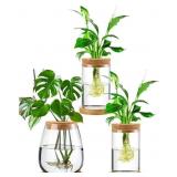 Layhit 3 Pcs Plants Propagation Stations