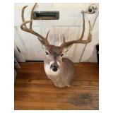 Deer Mount