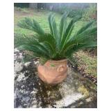 Clay pot with Sego palm