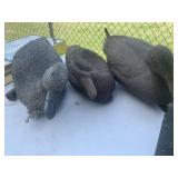 Duck Decoys