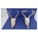 2 Animal Skulls 2 Animal Skulls