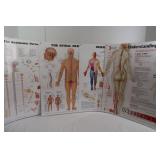 Medical Posters