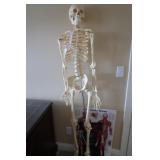 Plastic Skeleton Display on Stand-63"H, Muscular Plastic Skeleton Display on Stand-63"H, Muscular