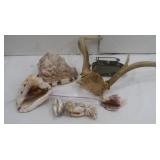 Deer Horn Deer Horn
