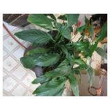 Live Plants w/Planters