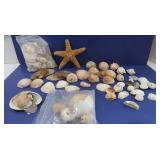 Starfish & Seashells-Lot