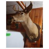 10 Pt. White Tail Deer Mount-19" Antler Span, 29"