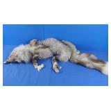 Grey Fox Stole