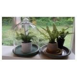 2 Plants, 1  w/Cloche