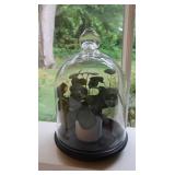 1 Plant w/Cloche