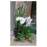 Assortment of Live Plants