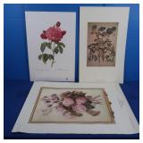 Rose Print 12x17.5, "Angelica Arangelica" Jacopo