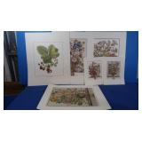 Ecarlate de Virginie 18x22, 12 Months of Flowers