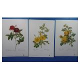 P.J. Redoute Prints of Roses-Each 12x17.5