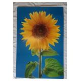 Sunflower Photo on Board 24x36
