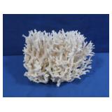 National White Sea Coral