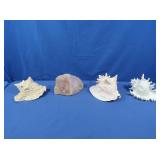 Conch Shells & Rose Quartz