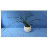 Live Dracaena Plant-5" pot