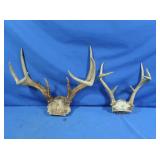 8pt & 7pt Deer Antlers