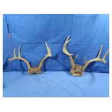 2-8pt Deer Antlers