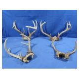 3-8pt & 5pt Deer Antlers
