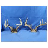 10pt & 8pt Deer Antlers