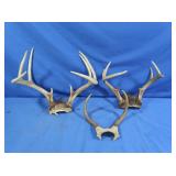 8pt & 7pt Spike Deer Antlers