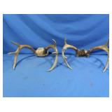 10pt & 8pt Deer Antlers