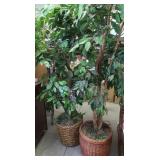 2 Faux Ficus Trees in Pots 68"H & 80"H
