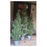 3 Artificial Potted Plants (Pine Trees) 2-50",