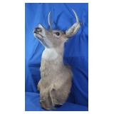 6-Point Deer Head Mount