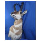 4-Point Antelope Head Mount