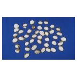 Genuine Seashells trimmed in 24K Gold