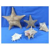 Lg Sea Shells