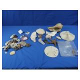 Variety Sea Shells