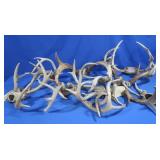 Lg Lot Deer Horns