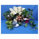 4 Live Plants-Gardenia, White Poinsettia,