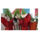 Live Plants-3 Cypress, 1 Kalachoe