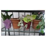 Live Plants-Cactus, Snake Plant, Philodendron,