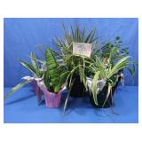 5 Live Plants-Kalanchoe, Snake Plant, 3 Dracena