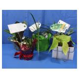Philodendron, 2 Dracenas, Succulent, Croton